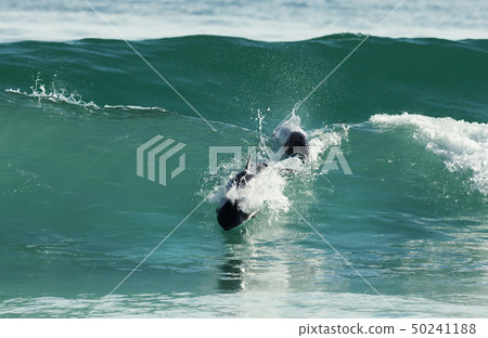 Commerson's dolphins diving in blue water Commerson's dolphins diving in blue water 50241188