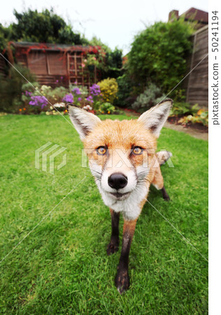 Close up of a Red fox in the garden with flowers Close up of a Red fox in the garden with flowers 50241194