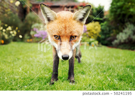 Close up of a red fox in the garden in summer Close up of a red fox in the garden in summer 50241195