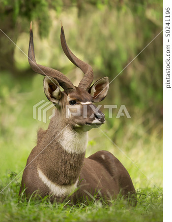 Mountain Nyala lying on the grass Mountain Nyala lying on the grass 50241196