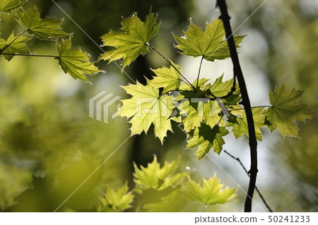 Spring maple leaf in the forest 50241233