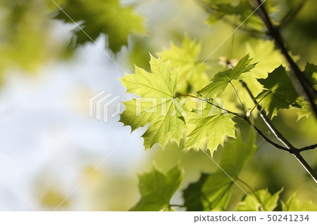 Spring maple leaf in the forest 50241234