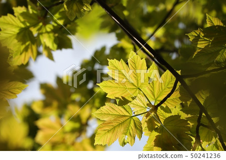 Spring maple leaf in the forest 50241236