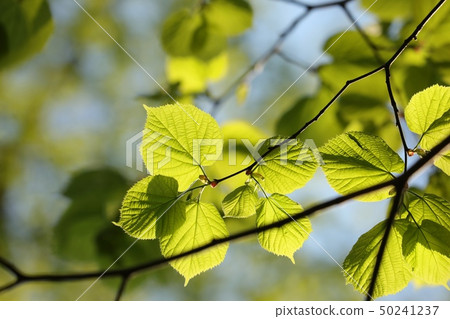 Spring linden leaves in the forest 50241237