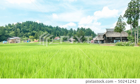 夏天的鄉村景觀(蘆之島環村) 夏天的鄉村景觀(蘆之島環村) 50241242