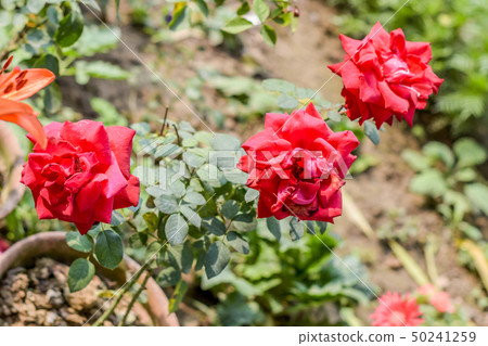 Dianthus caryophyllus, carnation or clove pink Dianthus caryophyllus, carnation or clove pink 50241259
