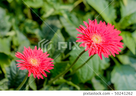 Barberton daisy Gerbera. A flower of Orchid 50241262