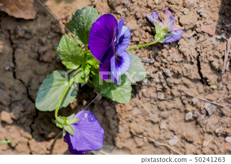 Wild pansy flowers growing in sunlight. Wild pansy flowers growing in sunlight. 50241263