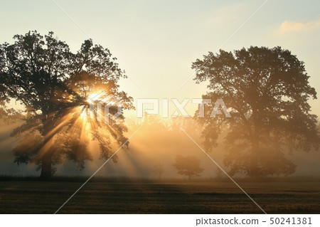 Oaks on the field on a foggy September morning Oaks on the field on a foggy September morning 50241381