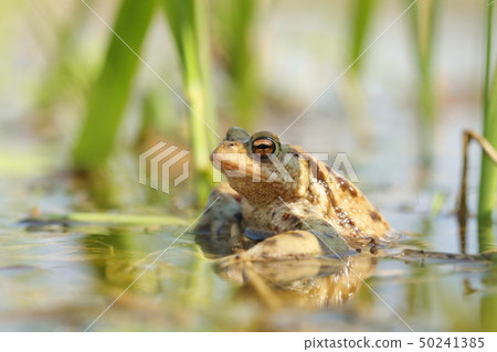 Frog in a pond during mating season Frog in a pond during mating season 50241385