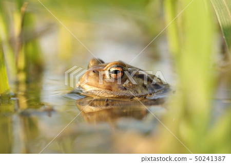Frog in a pond during mating season Frog in a pond during mating season 50241387