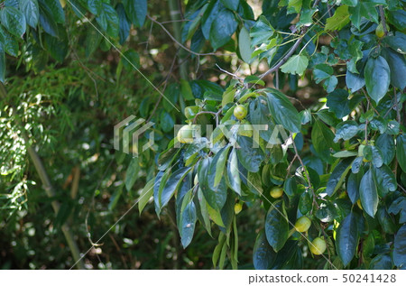 Persimmon tree (green persimmon) 50241428