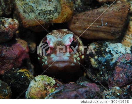 什麼?喬魚 什麼?喬魚 50241458