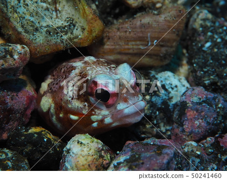 我們逃跑吧?喬魚 我們逃跑吧?喬魚 50241460