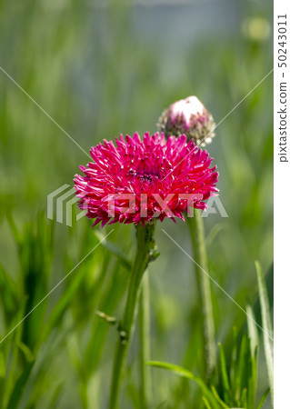 矢車菊 矢車菊 50243011