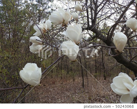 玉蘭 玉蘭 50243068