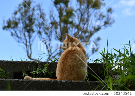 Cat, stray cat, tea tiger, charbo, male, sunny, cute 50243541