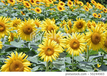 Sunflower from Sera plateau farm 50244983