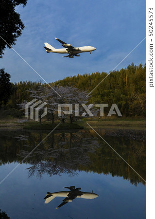 Superb view of cherry blossom and plane, reflection Superb view of cherry blossom and plane, reflection 50245573