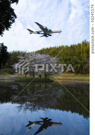 Superb view of cherry blossom and plane, reflection Superb view of cherry blossom and plane, reflection 50245574