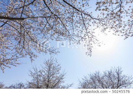 Spring sky and light Spring sky and light 50245576