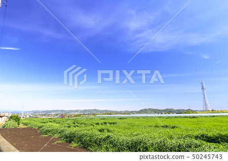 Field (spring) 50245743