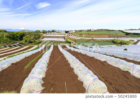 Field (spring) Field (spring) 50245800