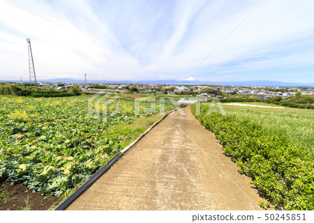 Field (spring) 50245851