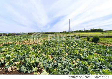 Field (spring) 50245865