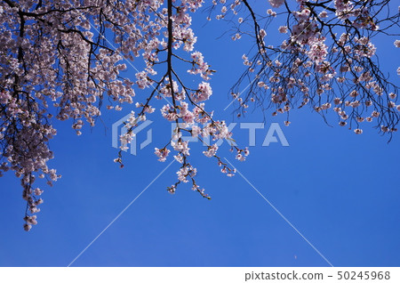 櫻花在寒冷的天空中 50245968