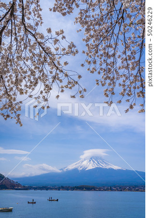 Mt. Fuji and Sakura 50246229