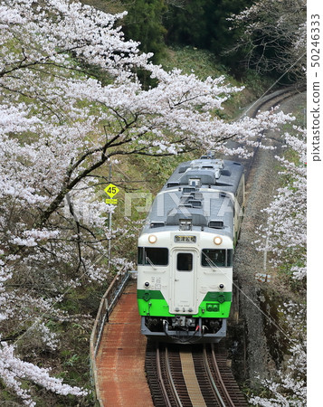 春天Tadami線 50246333