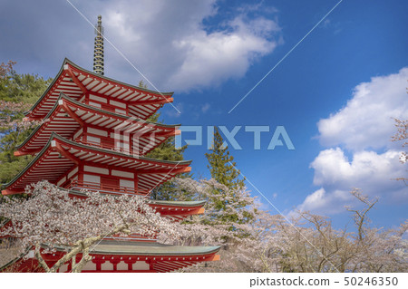 Niikura Asama Shrine的櫻花 50246350