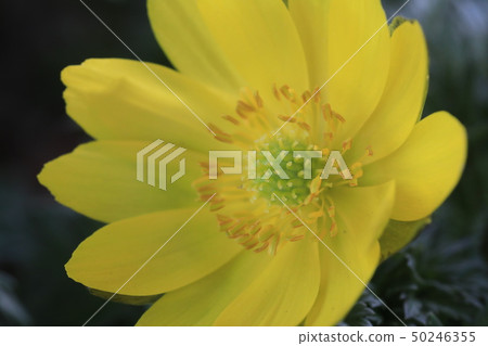 Fukuge's flower Fukuge's flower 50246355