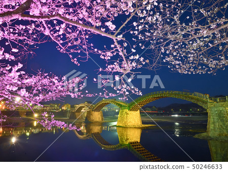 Kintai-kyo bridge and cherry blossoms light up Kintai-kyo bridge and cherry blossoms light up 50246633