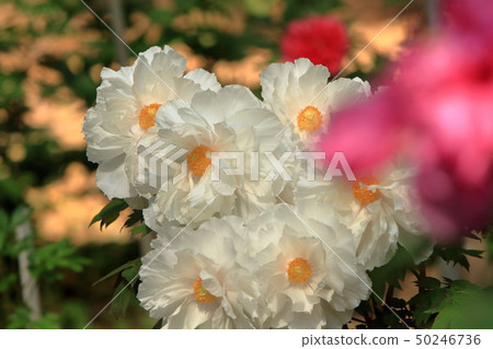 Miyama City Button Garden 50246736