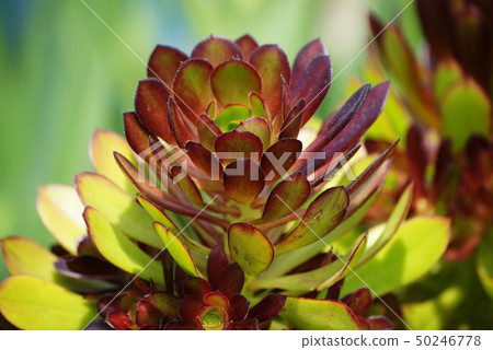 Black-tailed Black-tailed 50246778