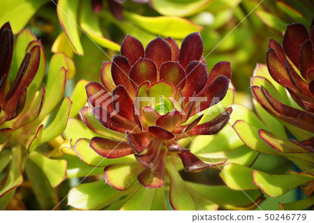 Black-tailed 50246779