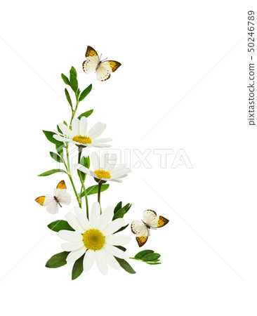 Daisy flowers and butterflies  in a corner summer 50246789