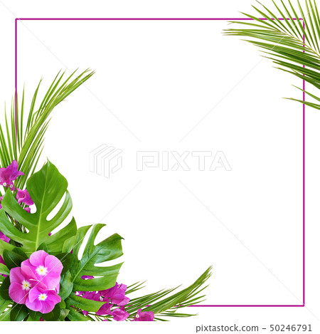 Catharanthus flowers and bougainvillea with palm 50246791