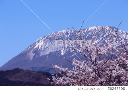Mountain and cherry tree Mountain and cherry tree 50247308
