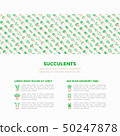 Cactus and succelents in pots concept 50247878