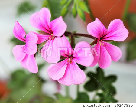 Ivy · Geranium 50247889