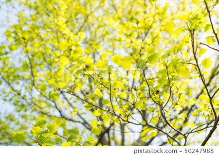 鮮綠色 鮮綠色 50247988