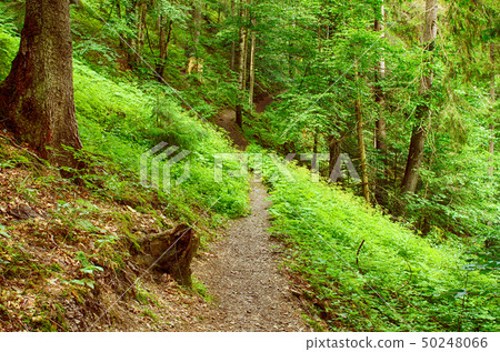 North scandinavian forest 50248066