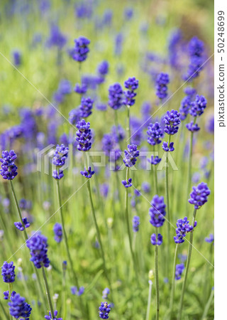 [薰衣草田暗紫色] 50248699