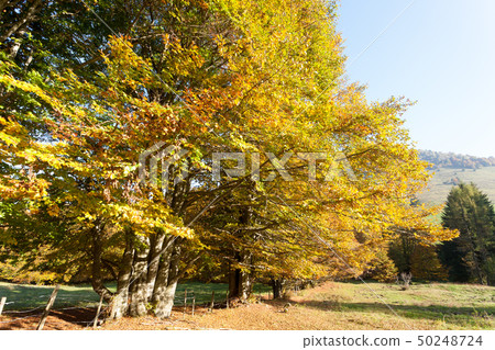 Trees in autumn season background. Autumn Trees in autumn season background. Autumn 50248724