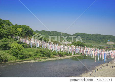 [Swimming carp streamer Sagami River] 50249051
