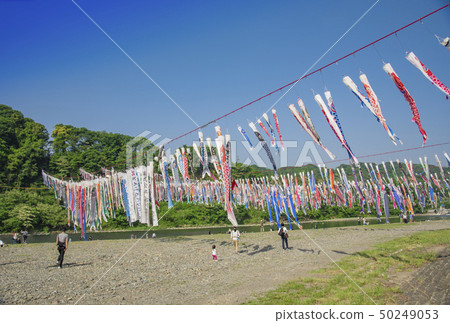 [Swimming carp streamer Sagami River] 50249053