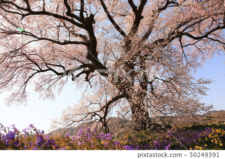 Yamanashi prefecture Wakosaki city Wanni cherry tree 50249391